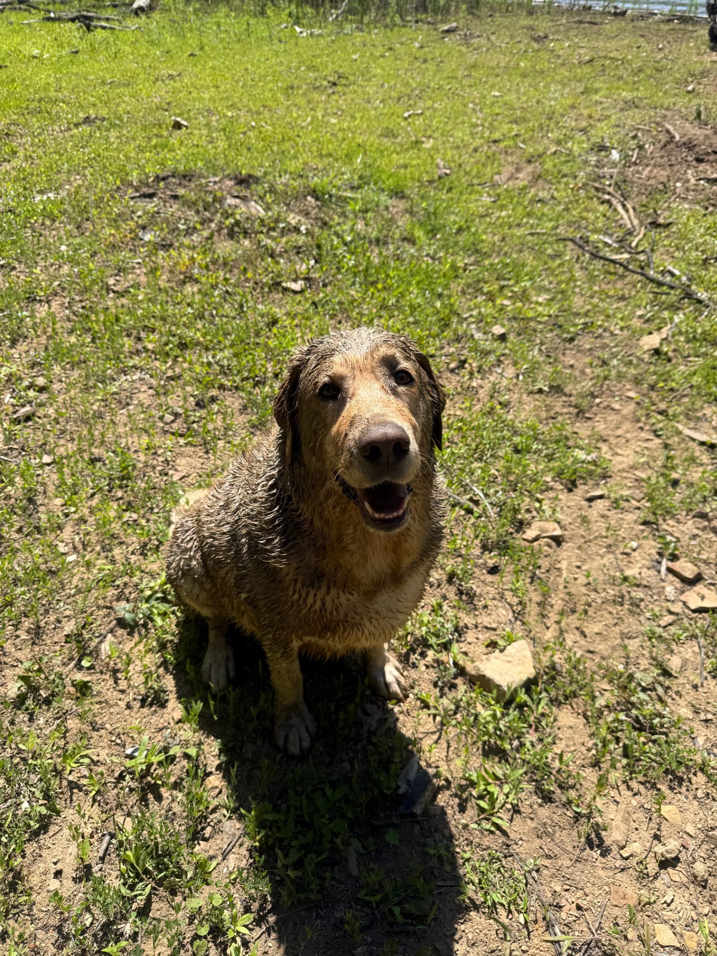 Dog before bath — muddy and dirty coat